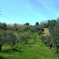 Uliveto-2
