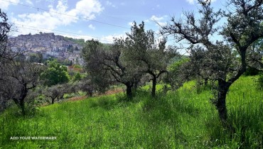 Uliveto-6