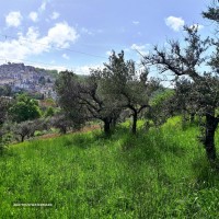 Uliveto-6